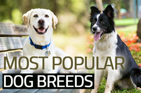  As mentioned, Labs are one of the most popular dog breeds, and being so in demand can push the price of puppies up, especially if you only have limited breeders where you live